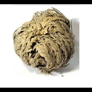 Rose of Jericho